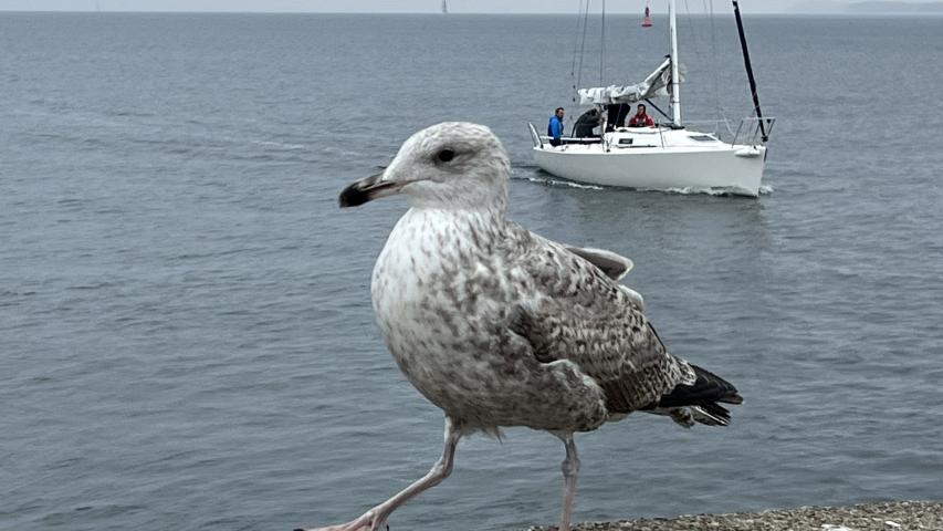 Möwe